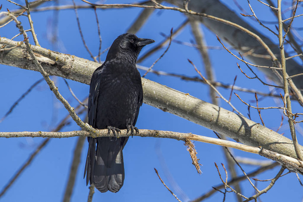 Common crow in a tree. - Photo, Image