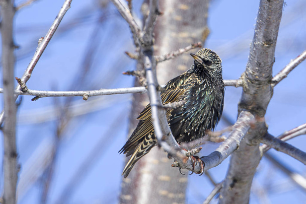 Starling perched on a tree branch. - Photo, Image