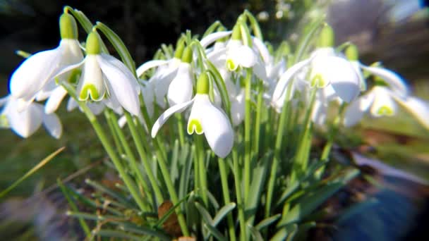 Snowdrop, early flower of the German spring flora - Footage, Video