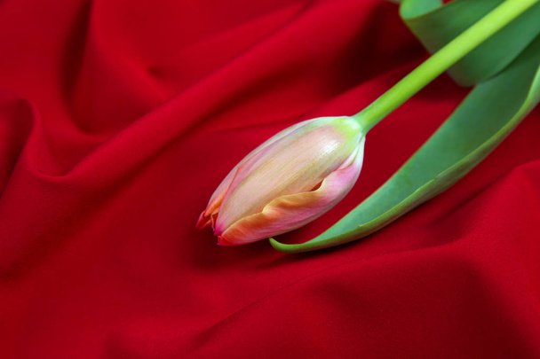 tavaszi pályázati bud rózsaszín tulipán zöld levél, a háttérben a piros puha szövet - Fotó, kép