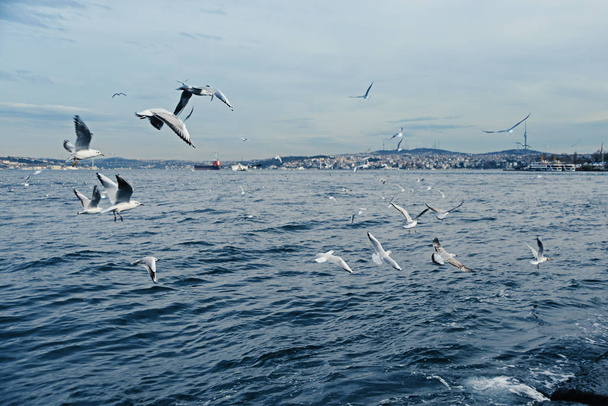 Möwen vom Bosporus in Istanbul, Türkei - Foto, Bild