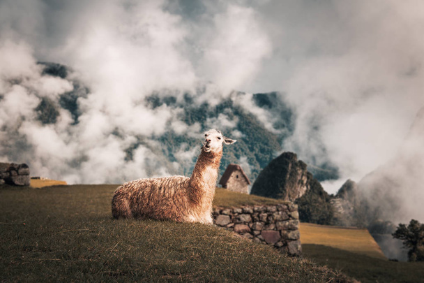 Лама в руинах инков Мачу-Пикчу - Священная долина, Перу
 - Фото, изображение