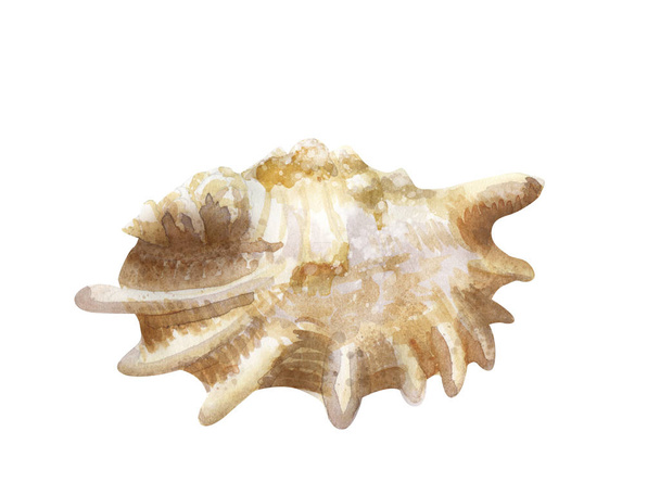 Watercolor illustration of seashell on white background - Foto, afbeelding