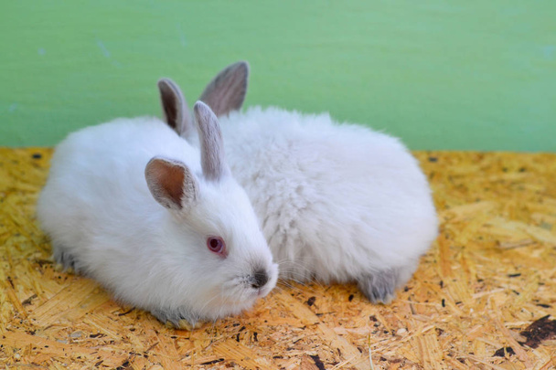 Twee witte konijnen. Baby konijn. - Foto, afbeelding