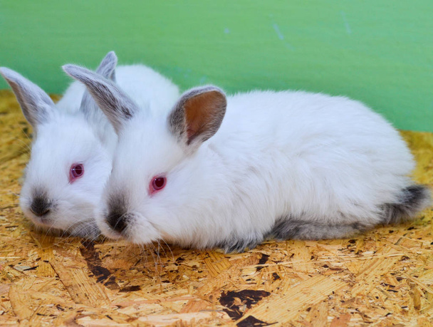 Two white rabbits. Rabbit baby. - Photo, Image