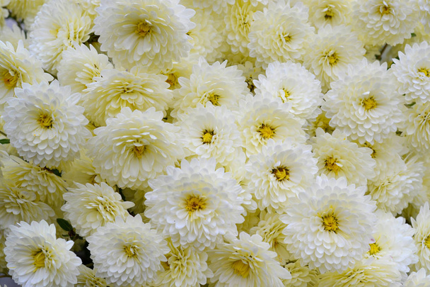 庭の美しい白い菊。秋の花。花の背景. - 写真・画像