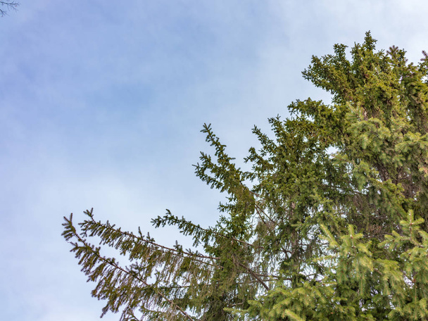 The tops of the fir trees on a slightly cloudy winter day against the blue sky. - Fotoğraf, Görsel