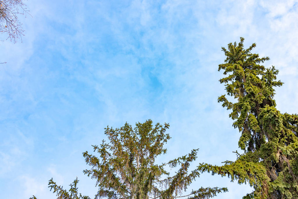 The tops of the fir trees on a slightly cloudy winter day against the blue sky. - Fotografie, Obrázek