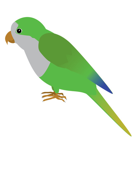 quaker parrot - Vektori, kuva