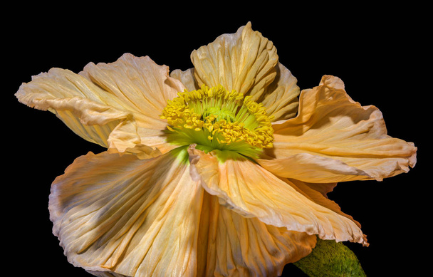 Floral νεκρή σουρεαλιστική τέχνη μακροεντολή λουλούδι πορτρέτο του ένα απομονωμένο ενιαίο κίτρινο χρώμα ανθοφορίας ανθίζοντας μετάξι / σατέν ορθάνοιχτη άνθος παπαρούνας με λεπτομερή υφή σε μαύρο φόντο - Φωτογραφία, εικόνα