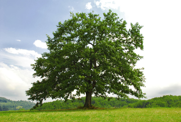 Oak on green hill - Photo, Image