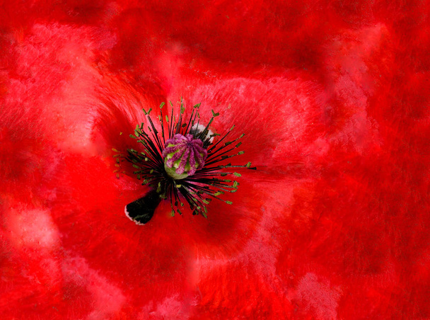 Retrato macro de arte fino floral del interior de una flor de amapola de iceland aislada de floración roja en pintura surrealista floral estilo de naturaleza muerta con textura detallada
 - Foto, imagen