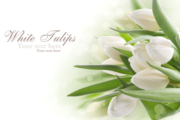 bouquet de tulipes blanches - Photo, image