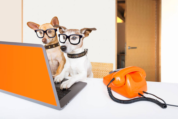 boss management dogs in office - Foto, afbeelding