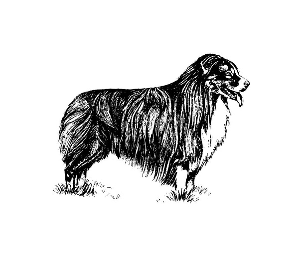 Vector dibujado a mano perro collie vintage ilustración
 - Vector, imagen
