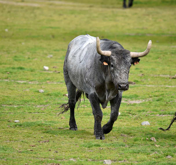 Bulls on the cattle raising in spain - Photo, Image
