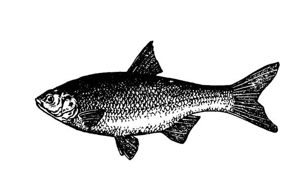 Vektorové ilustrace skici ručně kreslenou ryby na bílém pozadí - Vektor, obrázek