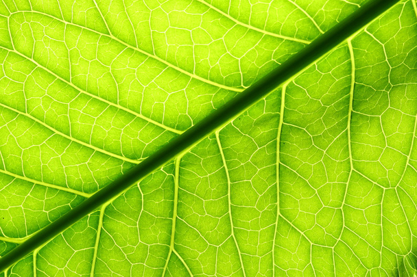 green leaf vein - Foto, imagen