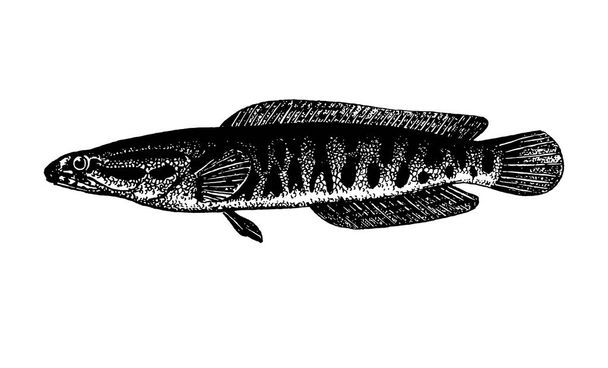 Векторна рука намальована ілюстрація ескізу риб на білому тлі
 - Вектор, зображення