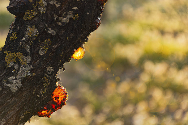 Żywica kapiąca z drzewa migdałowego - Zdjęcie, obraz