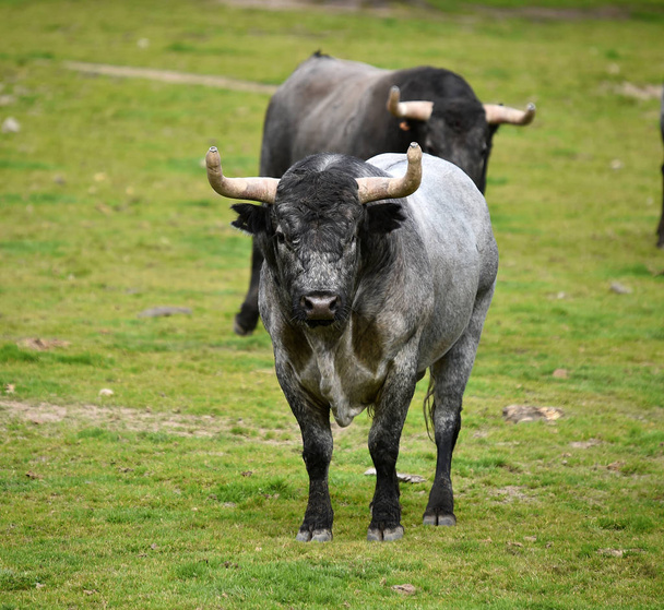 Bulls on the cattle raising in spain - Photo, Image