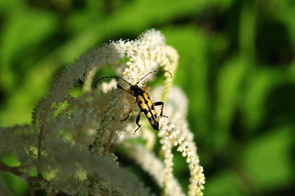 spotted longhorn on meadowsweet flower - Photo, Image