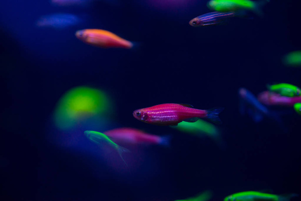 Nice danio glow fish freshwater pets aquarium - Фото, изображение