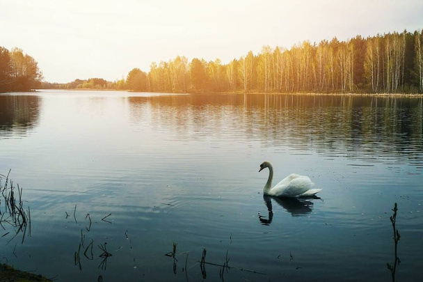 Cisne blanco solitario en el río en el día de verano. Puesta de sol en el río
. - Foto, imagen
