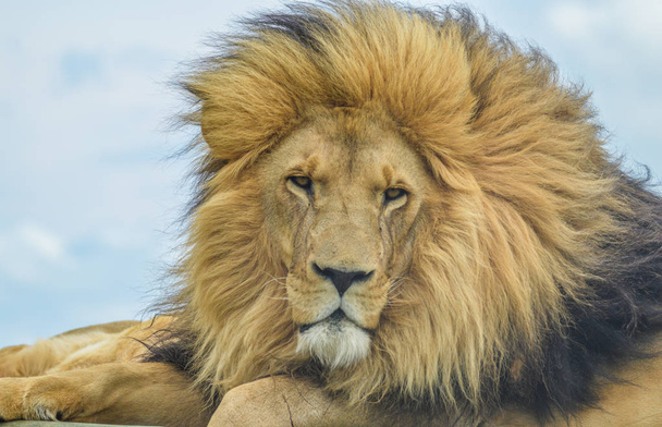 Közelkép a fenséges fiatal barna oroszlán alatt a Dél-afrikai Szafari - Fotó, kép