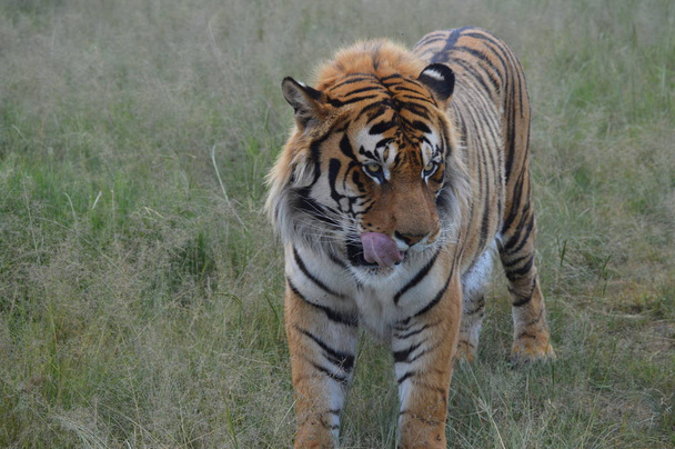 Nahaufnahme Porträt eines niedlichen Bengal-Tigers in Südafrika - Foto, Bild