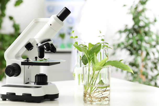 Beaker with plant and microscope on table in laboratory. Biological chemistry - Фото, изображение