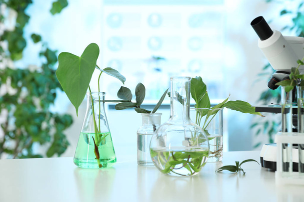 Laboratory glassware with plants and microscope on table. Biological chemistry - Φωτογραφία, εικόνα