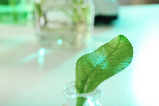 Green leaf in glassware on blurred background, closeup. Plant chemistry - Foto, Imagem