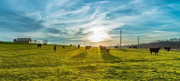 Východu slunce s krávy - Fotografie, Obrázek