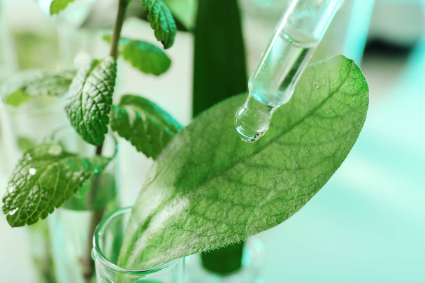 Clear liquid dropping from pipette on leaf against blurred background, closeup. Plant chemistry - 写真・画像
