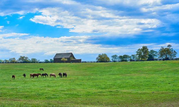 Kentucky at çiftliği - Fotoğraf, Görsel