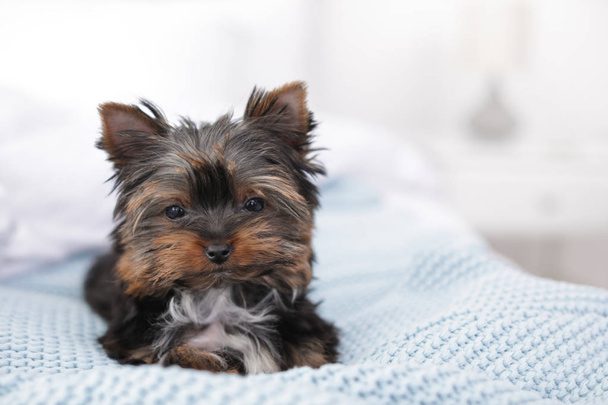 Cute Yorkshire terrier puppy on bed, space for text. Happy dog - Foto, afbeelding