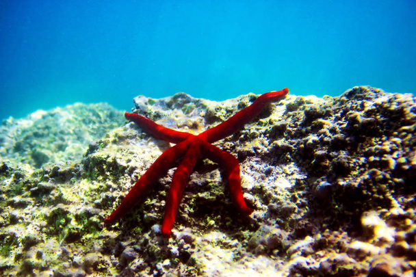 赤地中海 Seastar Ophidiaster ophidianus  - 写真・画像