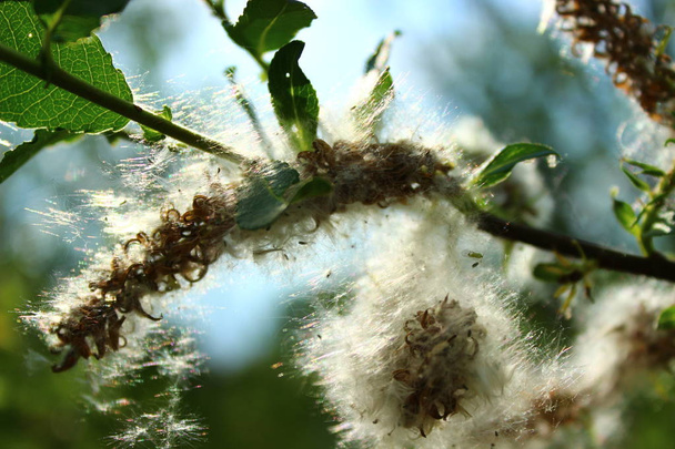 Les bourgeons tendres et flous de l'arbre Salix Triander sont une variété de saules. Contexte écologique naturel
 - Photo, image