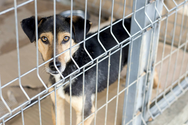 ritratto di un cane in una gabbia di rifugio
 - Foto, immagini