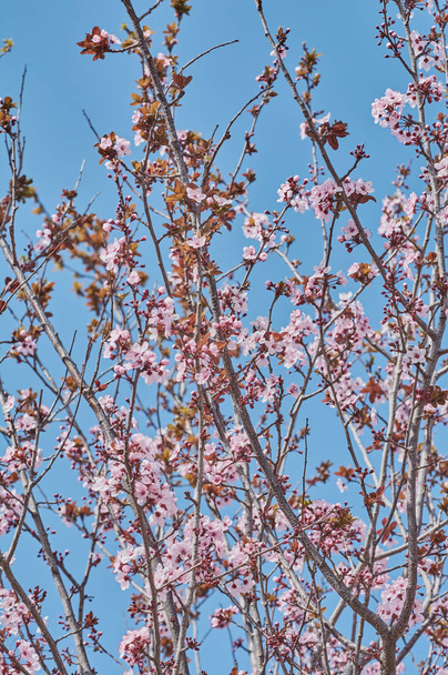 Amêndoa bonita árvore com flores rosa no mês de fevereiro
 - Foto, Imagem