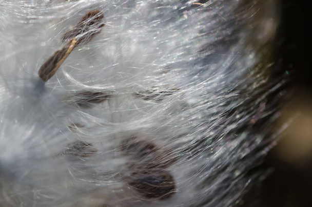 Аннотация Природа: Элегантные волокна белого молочного сорняка, представляющие свои семена - Фото, изображение