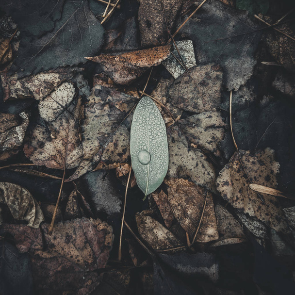 Vihreä lehti vesipisaroita makaa syksyllä lehtien
 - Valokuva, kuva