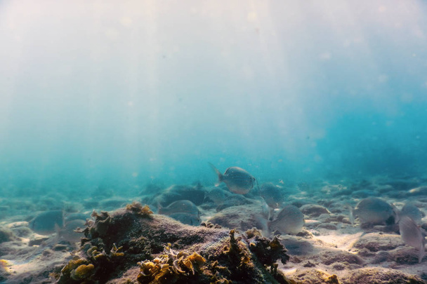 Rayos de sol bajo el agua rocas y guijarros en el banco de fondos marinos de sma
 - Foto, Imagen