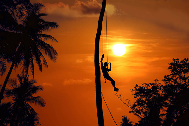 Азиатский мужчина забирается на кокосовые пальмы, чтобы собрать урожай утром
,  - Фото, изображение