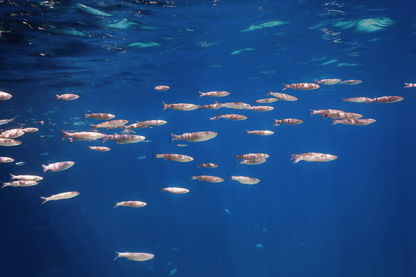 Fish School Underwater. Fishes underwater background. - Photo, Image