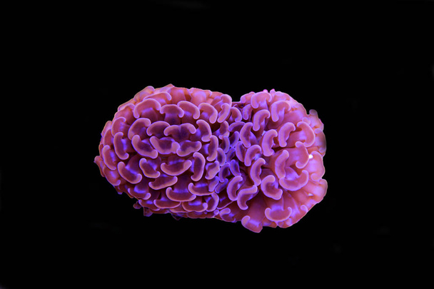 Euphyllia hammer LPS coral isolated shot - Photo, Image