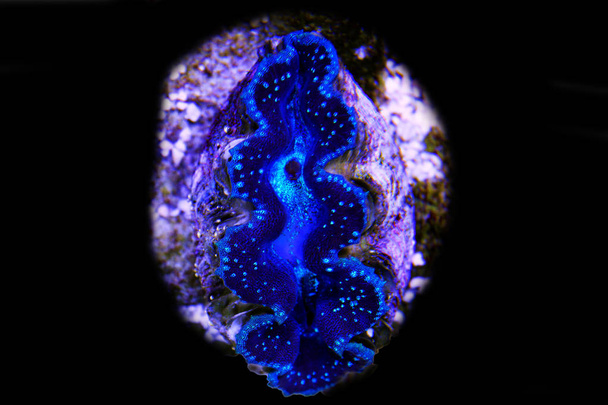 Tridacna maxima colorful clam isolated in reef aquarium - Foto, Bild