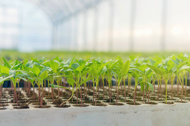 Baby plants growing inside of pots greenhouse nursery. - Valokuva, kuva