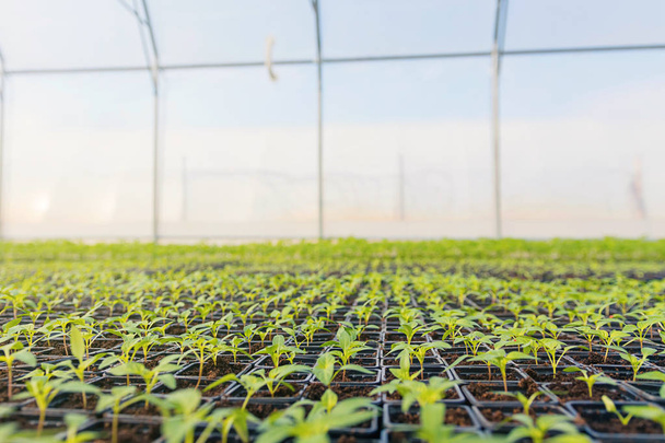 Rows of Potted Seedlings in Greenhouse - Foto, Imagen
